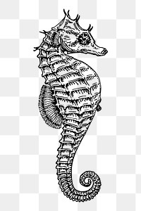 Seahorse png sticker, vintage sea animal illustration on transparent background. Free public domain CC0 image.
