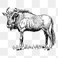 Wildebeest gnu png sticker, vintage animal illustration on transparent background. Free public domain CC0 image.