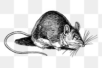 Mouse png sticker, vintage animal illustration on transparent background. Free public domain CC0 image.