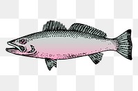 Fish png sticker, sea life vintage illustration on transparent background. Free public domain CC0 image.