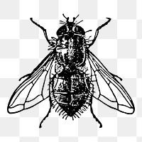 Fly png sticker, insect vintage illustration on transparent background. Free public domain CC0 image.