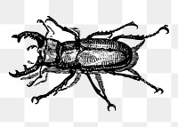 Staghorn beetle png sticker, bug vintage illustration on transparent background. Free public domain CC0 image.