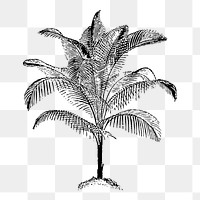 Palm png tree sticker, botanical vintage illustration on transparent background. Free public domain CC0 image.