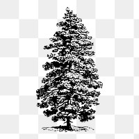 Pine tree png sticker, botanical vintage illustration on transparent background. Free public domain CC0 image.