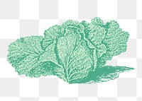 Jersey cabbage png sticker, vegetable vintage illustration on transparent background. Free public domain CC0 image.