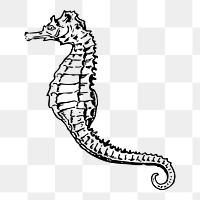 Seahorse png sticker, sea life vintage illustration on transparent background. Free public domain CC0 image.
