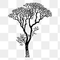 Bare tree png sticker, botanical vintage illustration on transparent background. Free public domain CC0 image.