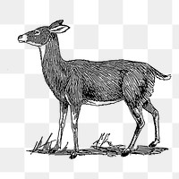 Doe deer png sticker, animal vintage illustration on transparent background. Free public domain CC0 image.