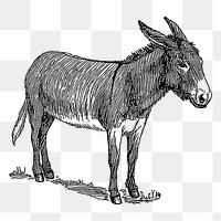 Donkey png sticker, animal vintage illustration on transparent background. Free public domain CC0 image.