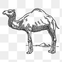 Camel png sticker, animal vintage illustration on transparent background. Free public domain CC0 image.