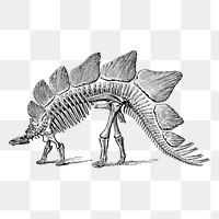 Dinosaur fossil png sticker, extinct animal vintage illustration on transparent background. Free public domain CC0 image.