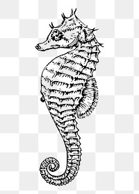 Seahorse png sticker, sea life vintage illustration on transparent background. Free public domain CC0 image.