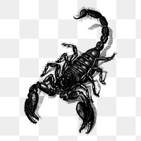 Scorpion png sticker, animal vintage illustration on transparent background. Free public domain CC0 image.