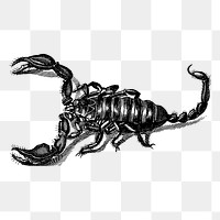 Scorpion png sticker, animal vintage illustration on transparent background. Free public domain CC0 image.