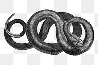 Rattle snake png sticker, animal vintage illustration on transparent background. Free public domain CC0 image.