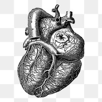 Realistic heart png sticker, medical vintage illustration on transparent background. Free public domain CC0 image.
