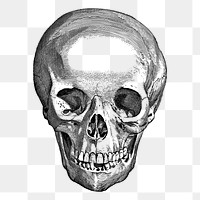 Human skull png sticker, medical vintage illustration on transparent background. Free public domain CC0 image.