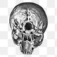 Human skull png sticker, medical vintage illustration on transparent background. Free public domain CC0 image.