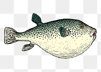 Blowfish png sticker, sea life vintage illustration on transparent background. Free public domain CC0 image.