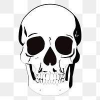 Human skull png sticker, medical vintage illustration on transparent background. Free public domain CC0 image.