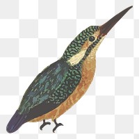 Kingfisher bird png sticker, animal illustration, transparent background. Free public domain CC0 image.