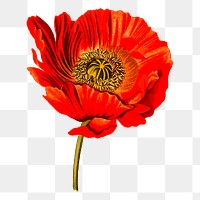 Red poppy png sticker, flower illustration, transparent background. Free public domain CC0 image.