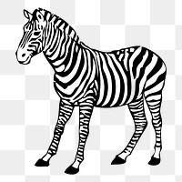 Zebra png sticker, animal illustration on transparent background. Free public domain CC0 image.