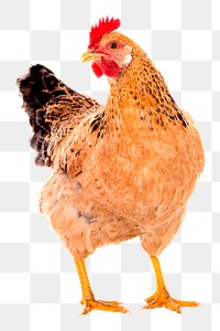 Chicken png sticker, farm animal illustration on transparent background. Free public domain CC0 image.