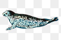 Seal png sticker, sea life illustration on transparent background. Free public domain CC0 image.