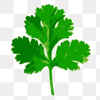 Coriander leaf png sticker, vegetable illustration on transparent background. Free public domain CC0 image.