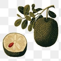 Jackfruit png sticker, fruit illustration on transparent background. Free public domain CC0 image.