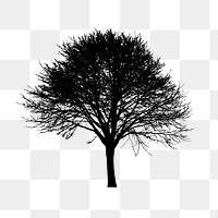 Tree silhouette png sticker, botanical illustration on transparent background. Free public domain CC0 image.