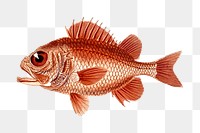 Fish png sticker, animal cartoon illustration on transparent background. Free public domain CC0 image.