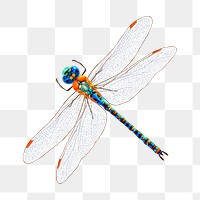 Dragonfly png sticker, insect illustration on transparent background. Free public domain CC0 image.