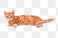 Ginger cat png sticker, animal illustration on transparent background. Free public domain CC0 image.