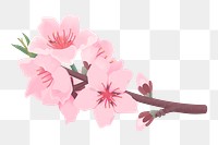 Cherry blossom png flower sticker, botanical illustration on transparent background. Free public domain CC0 image.