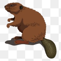 Beaver png sticker, animal illustration on transparent background. Free public domain CC0 image.