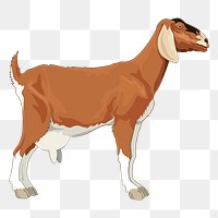 Goat png sticker, farm animal illustration on transparent background. Free public domain CC0 image.