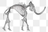 Mammoth fossil png sticker, 3D animal illustration on transparent background. Free public domain CC0 image.