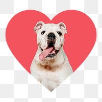 English bulldog png badge sticker, pet photo in heart shape, transparent background