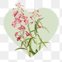 Fireweed flower png badge sticker, botanical  in heart shape, transparent background