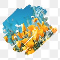 Yellow poppies png, brush stroke reveal sticker, flower collage element, transparent background