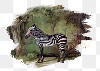 Zebra png, brush stroke reveal sticker, animal collage element, transparent background