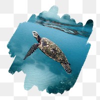 Sea turtle png, brush stroke reveal sticker, animal collage element, transparent background