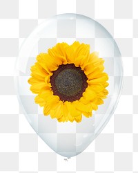Sunflower png, plant in clear balloon, transparent background