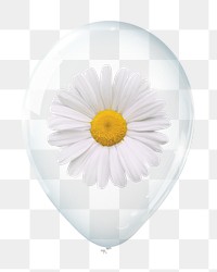 White daisy png, valentine's flower in clear balloon, transparent background