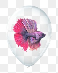 Betta fish png sticker, animal in clear balloon, transparent background