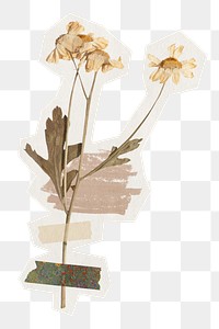 Png dried daisy flower sticker, Washi tape rough cut paper effect, transparent background