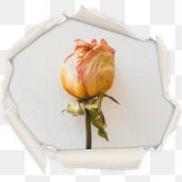 Yellow rose png badge sticker, flower in center ripped paper photo, transparent background