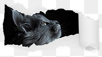 Black cat png looking up ripped paper sticker, pet photo reveal on transparent background